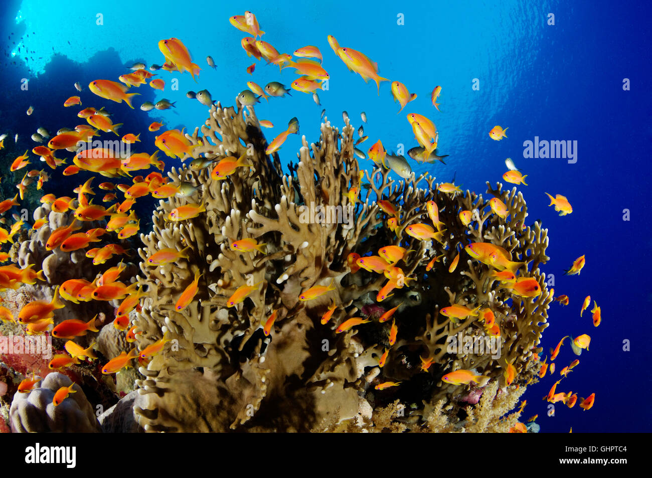 Pseudanthias Squammipinnis, Schule des Meeres Goldie, Welle mit Red Coral Barsch, Zabargad Riff, El Gubal, Rotes Meer, Ägypten Stockfoto