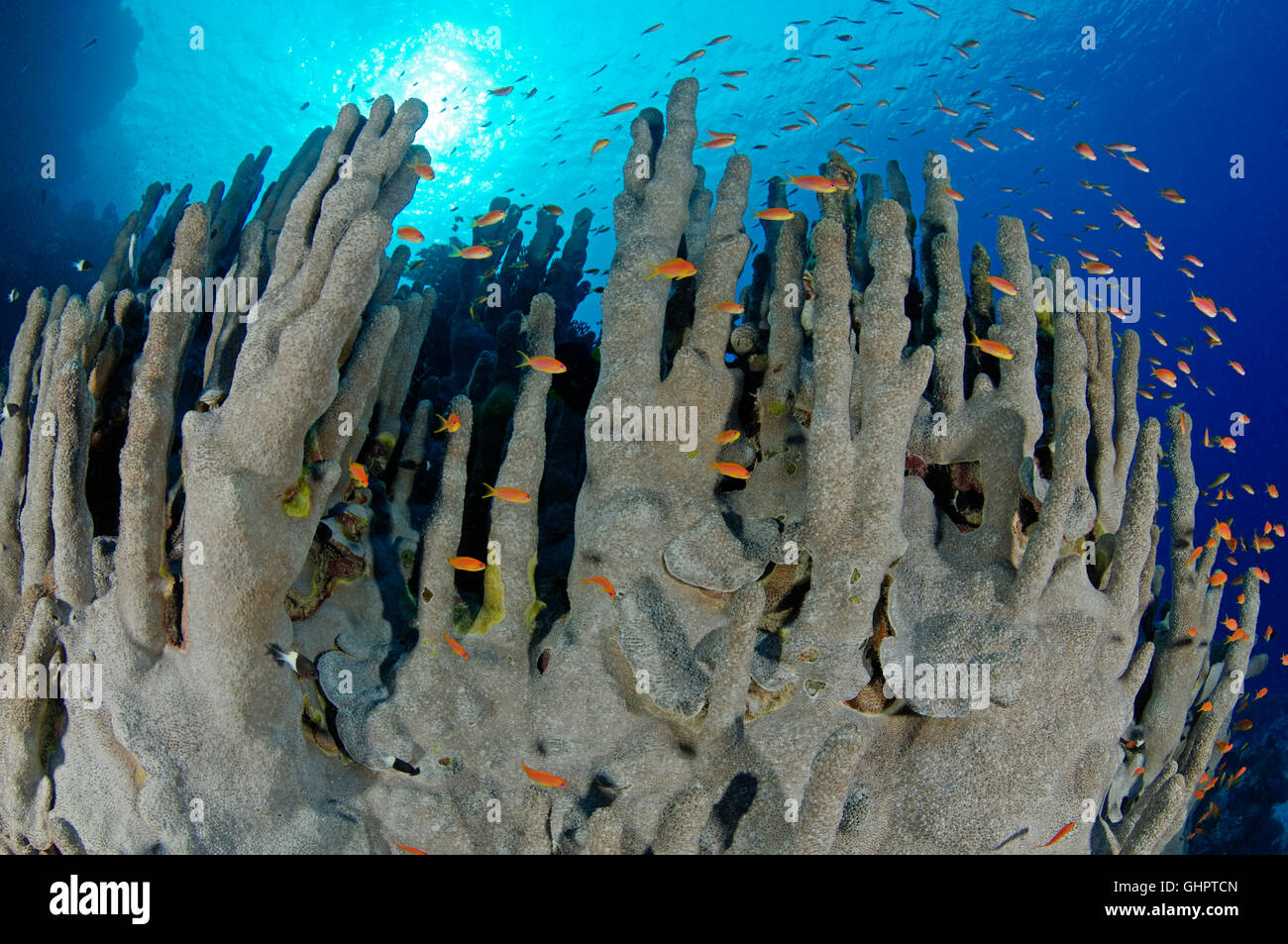 Porites SP., Welle mit Hardcoral, Stony Coral, Sirnaka Island, Rotes Meer, Ägypten, Afrika Stockfoto