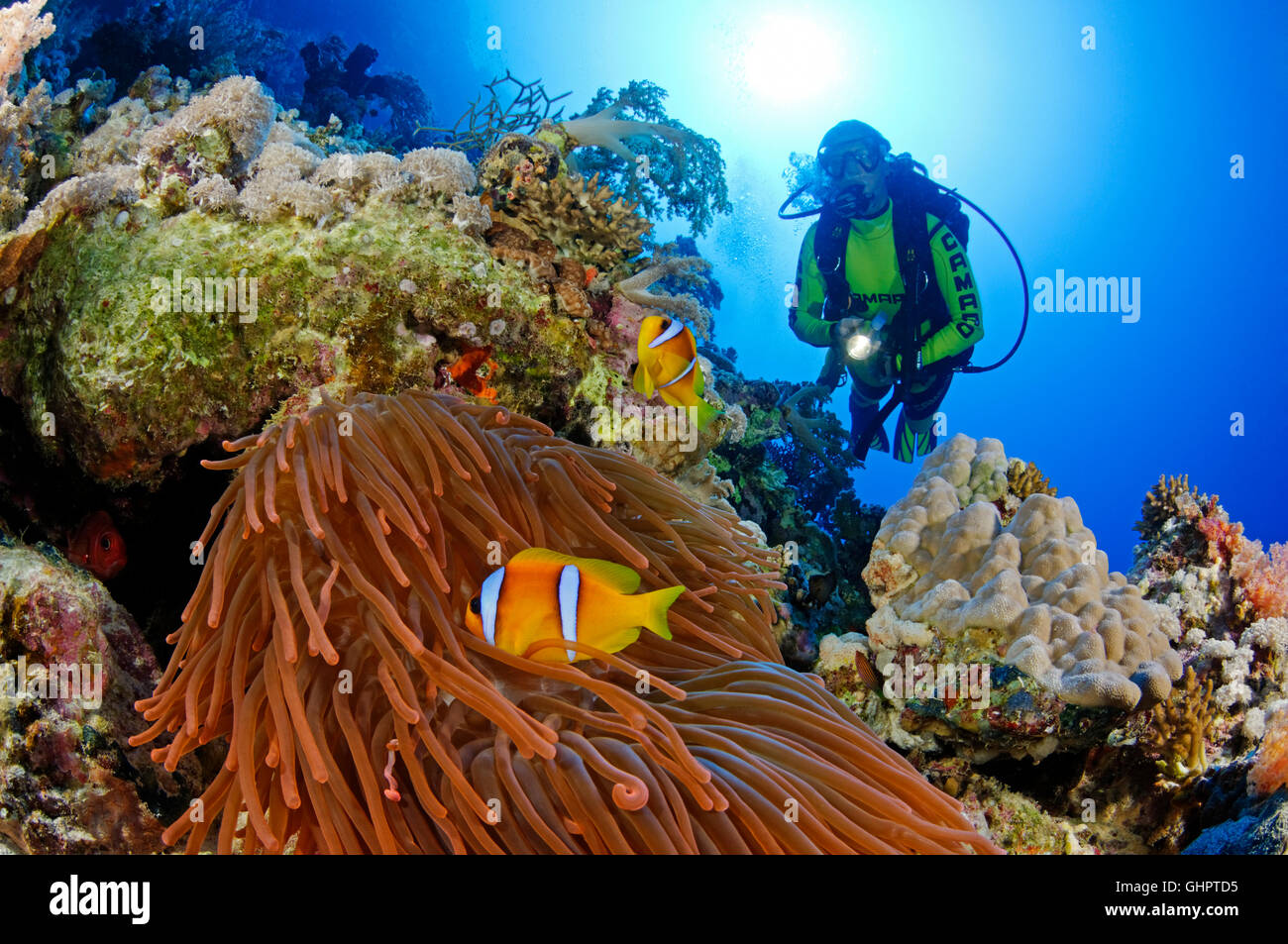Rote Meer oder zwei gebändert Anemonenfische oder Clownfische und Taucher, Sirnaka Island, Rotes Meer, Ägypten Stockfoto