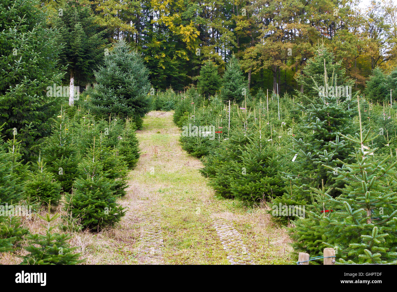Weihnachtsbaum-Plantage Stockfoto