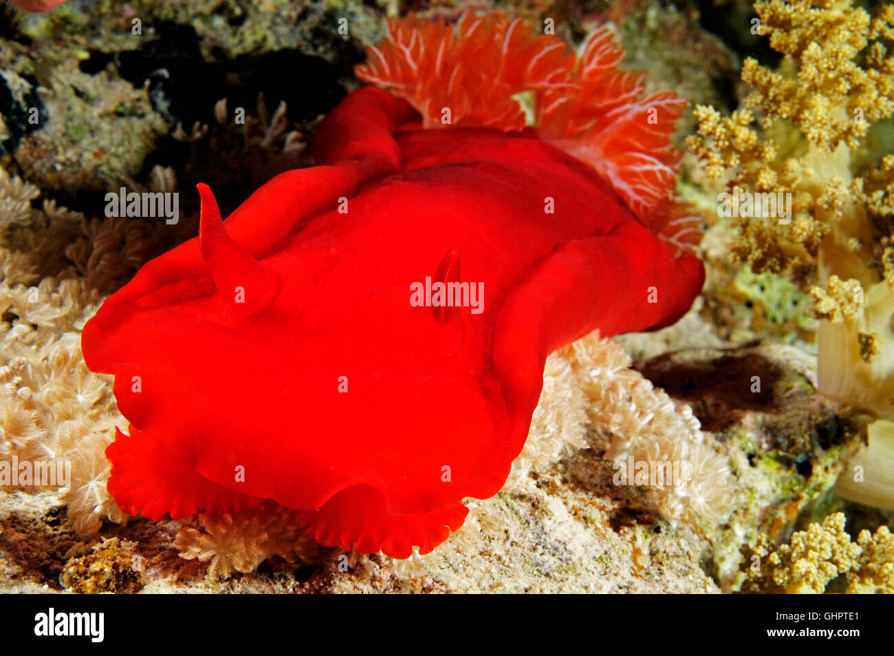 Hexabranchus Sanguineus, spanische Tänzerin, Sirnaka Island, Rotes Meer, Ägypten, Afrika Stockfoto