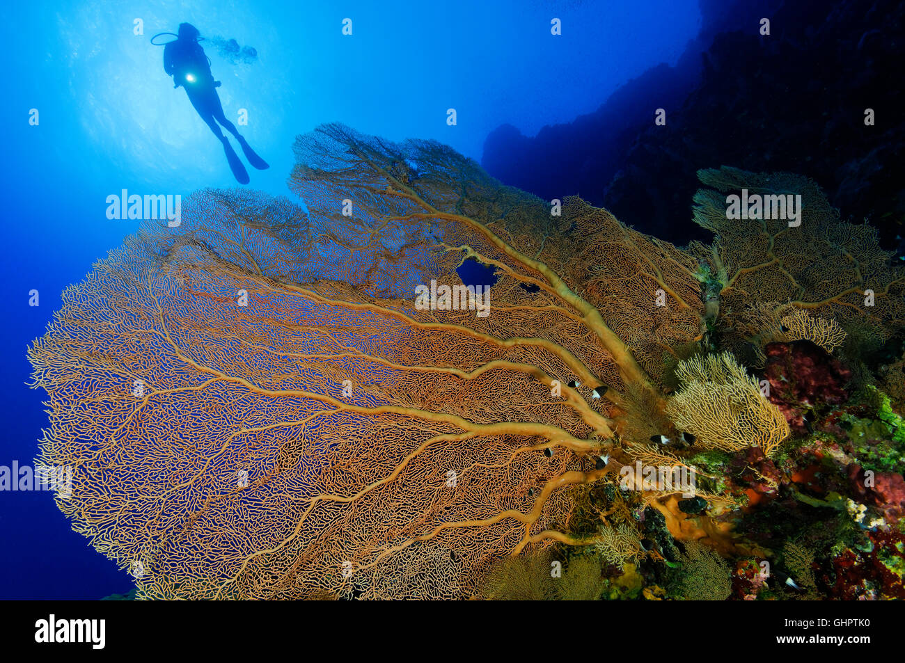 Korallenriff mit riesigen Gorgonien oder Gorgonien und Scuba Diver, Little Brother, Brother Islands, Brüder, Rotes Meer, Ägypten Stockfoto