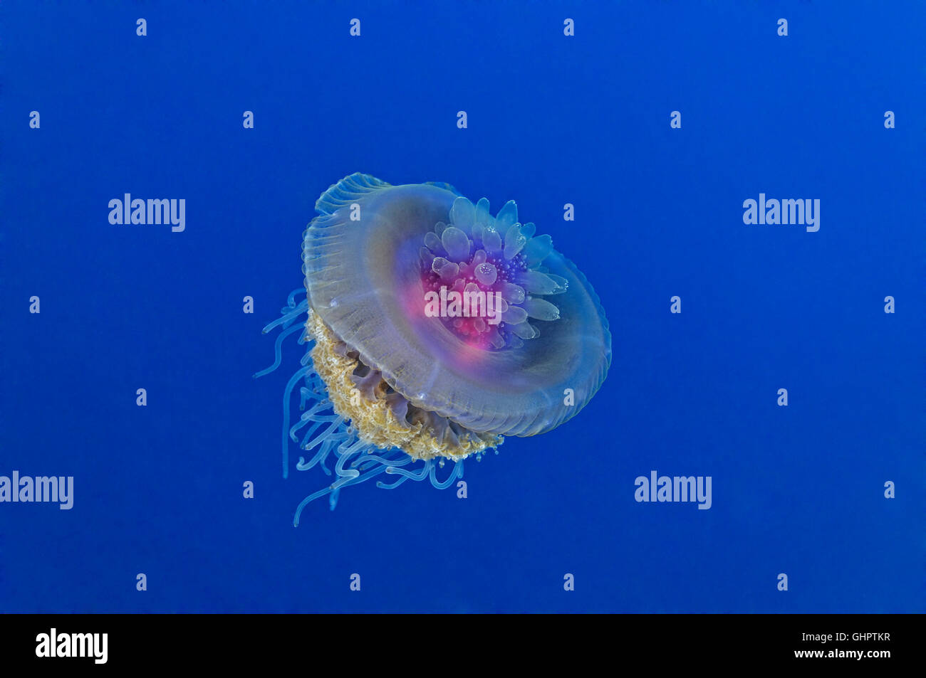 Netrostoma Setouchianum, Krone Quallen, Little Brother, Brother Islands, Brüder, Rotes Meer, Ägypten, Afrika Stockfoto