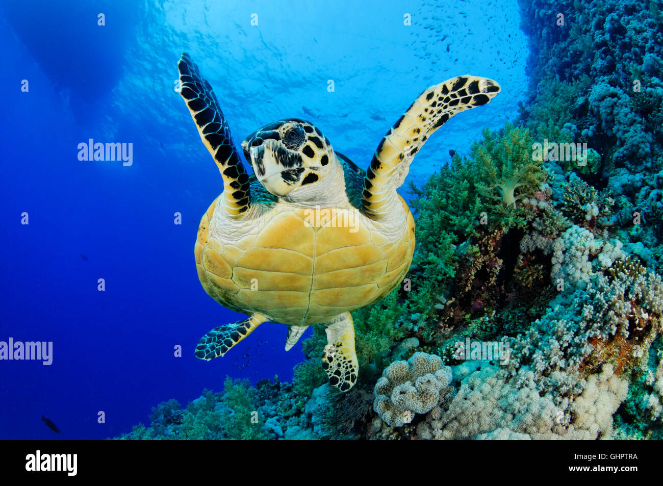 Eretmochelys Imbricata, Hawksbill Schildkröten in Welle, Brother Islands, Brüder, Big Brother, Rotes Meer, Ägypten, Afrika Stockfoto