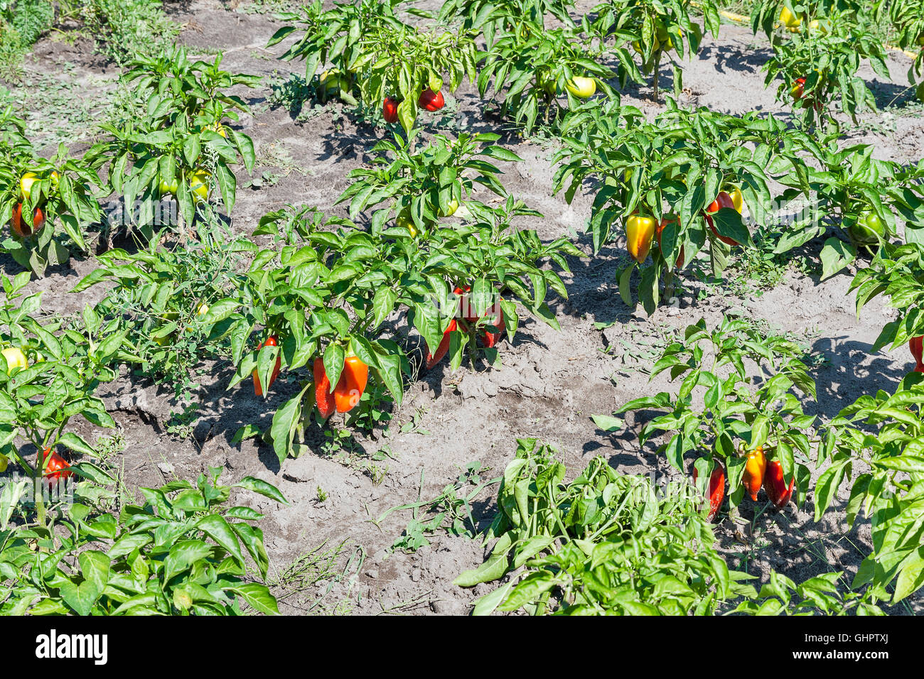 Frischen sommerlichen Pfeffer Pflanze closeup Stockfoto