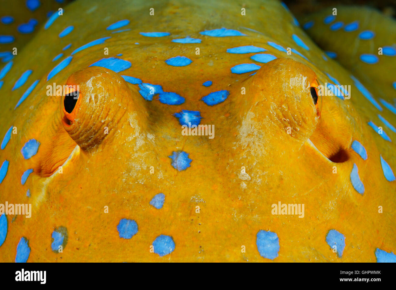 Taeniura Lymma, Bluespotted Ribbontail Stingray, Strahl, Thistlegorm, Rotes Meer, Ägypten, Afrika Stockfoto