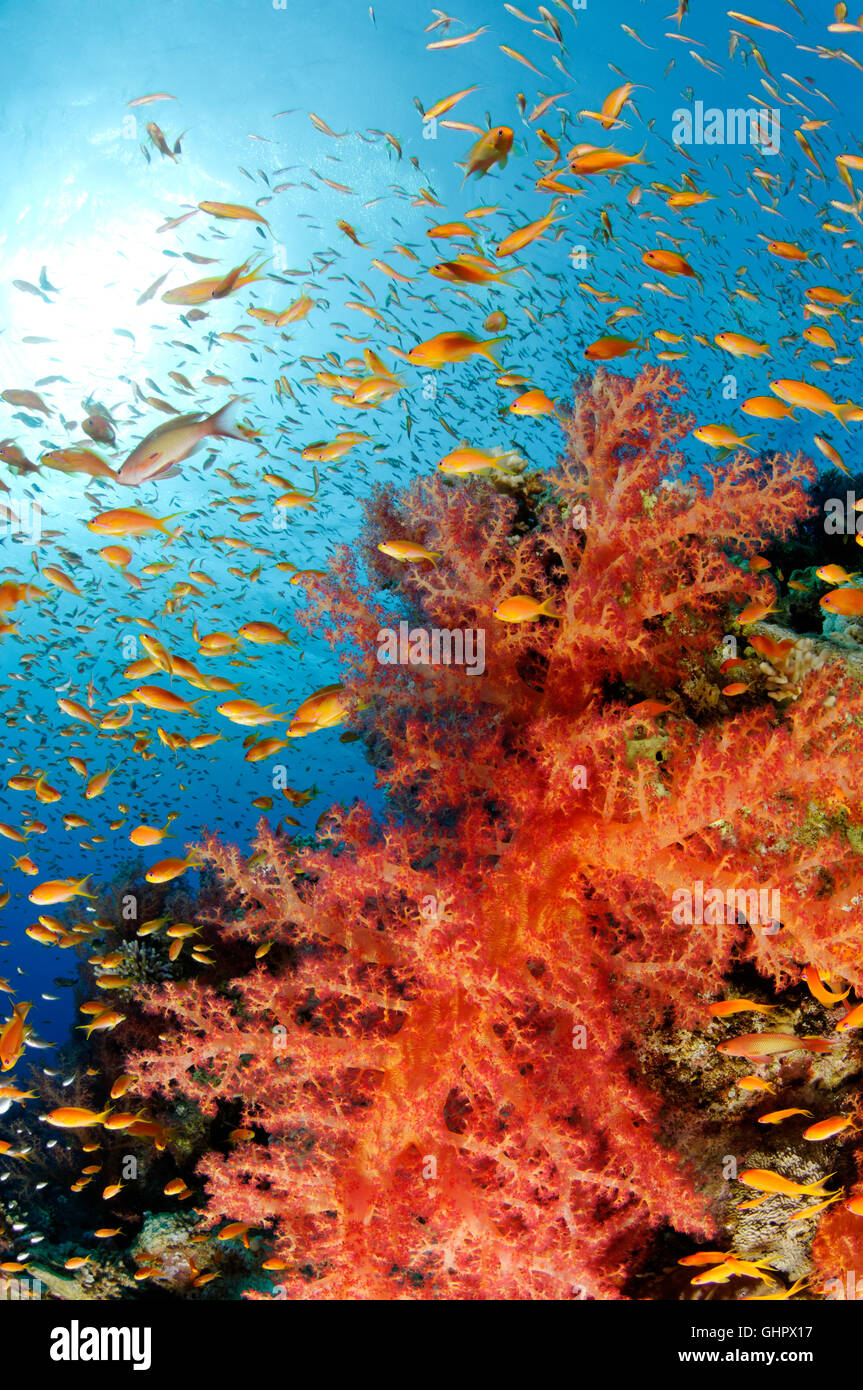 Korallenriff mit Hemprichs rot Struktur Weichkorallen und Orange Basslet oder Meer Goldie, Hurghada, Giftun Island Reef, Rotes Meer, Ägypten Stockfoto