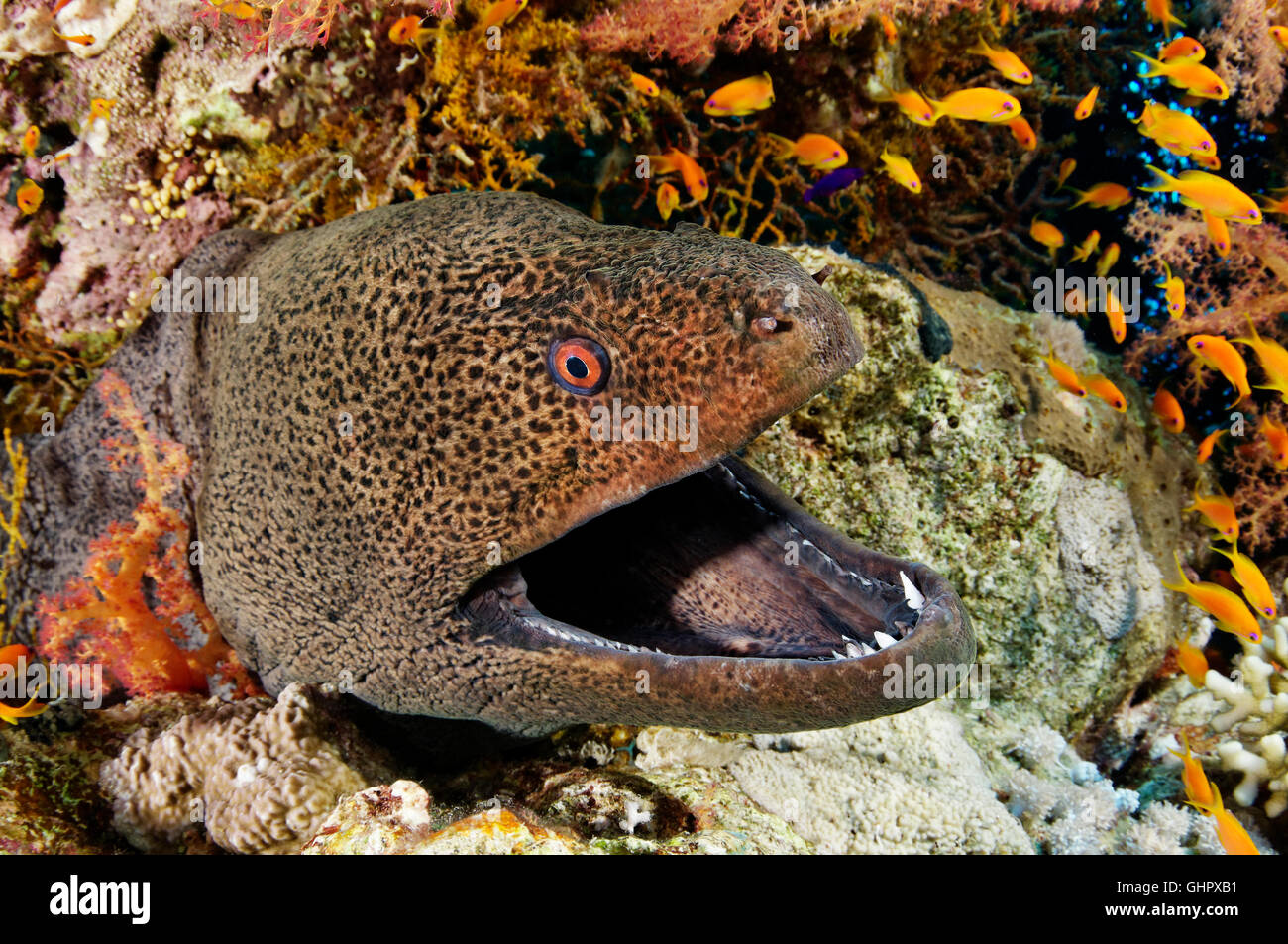 Gymnothorax Javanicus, Riesen-Muräne, Morayeel, Hurghada, Giftun Island Reef, Rotes Meer, Ägypten, Afrika Stockfoto