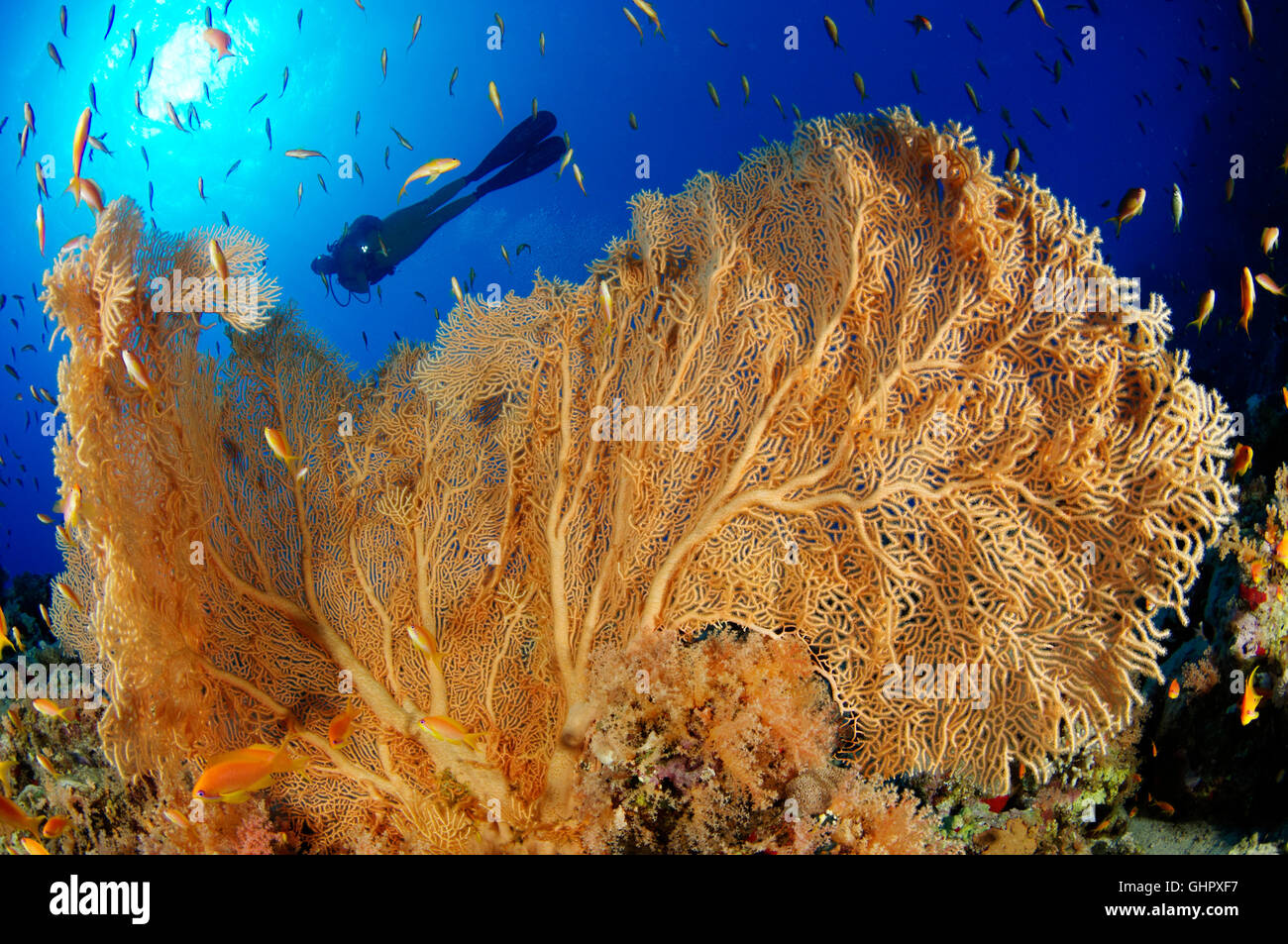 Korallenriff mit riesigen Gorgonien oder Gorgonien und Scuba Diver, Hurghada, Giftun Island Reef, Rotes Meer, Ägypten Stockfoto