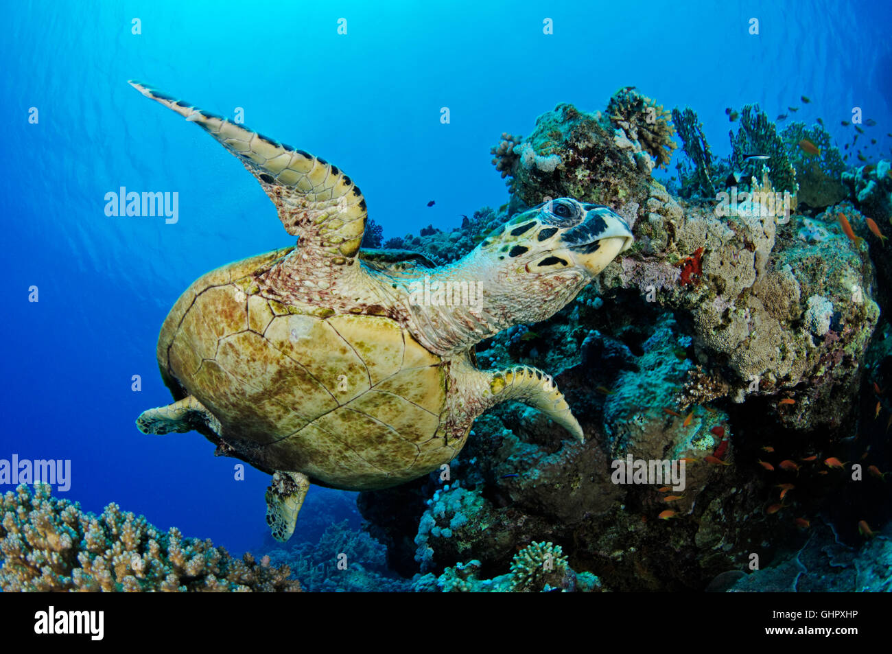 Eretmochelys Imbricata, Hawksbill Karettschildkröte auf Welle, Giftun Island Reef, Hurghada, Rotes Meer, Ägypten, Afrika Stockfoto