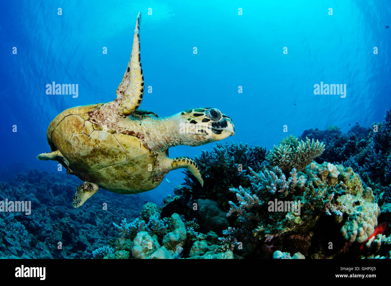 Eretmochelys Imbricata, Hawksbill Karettschildkröte auf Welle, Giftun Island Reef, Hurghada, Rotes Meer, Ägypten, Afrika Stockfoto