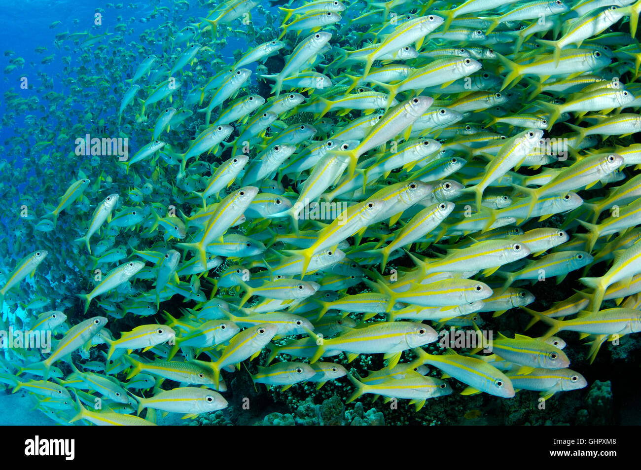Mulloidichthys guentheri Mulloides guentheri, Yellowfin Goatfish, Hurghada, Rotes Meer, Ägypten, Afrika Stockfoto