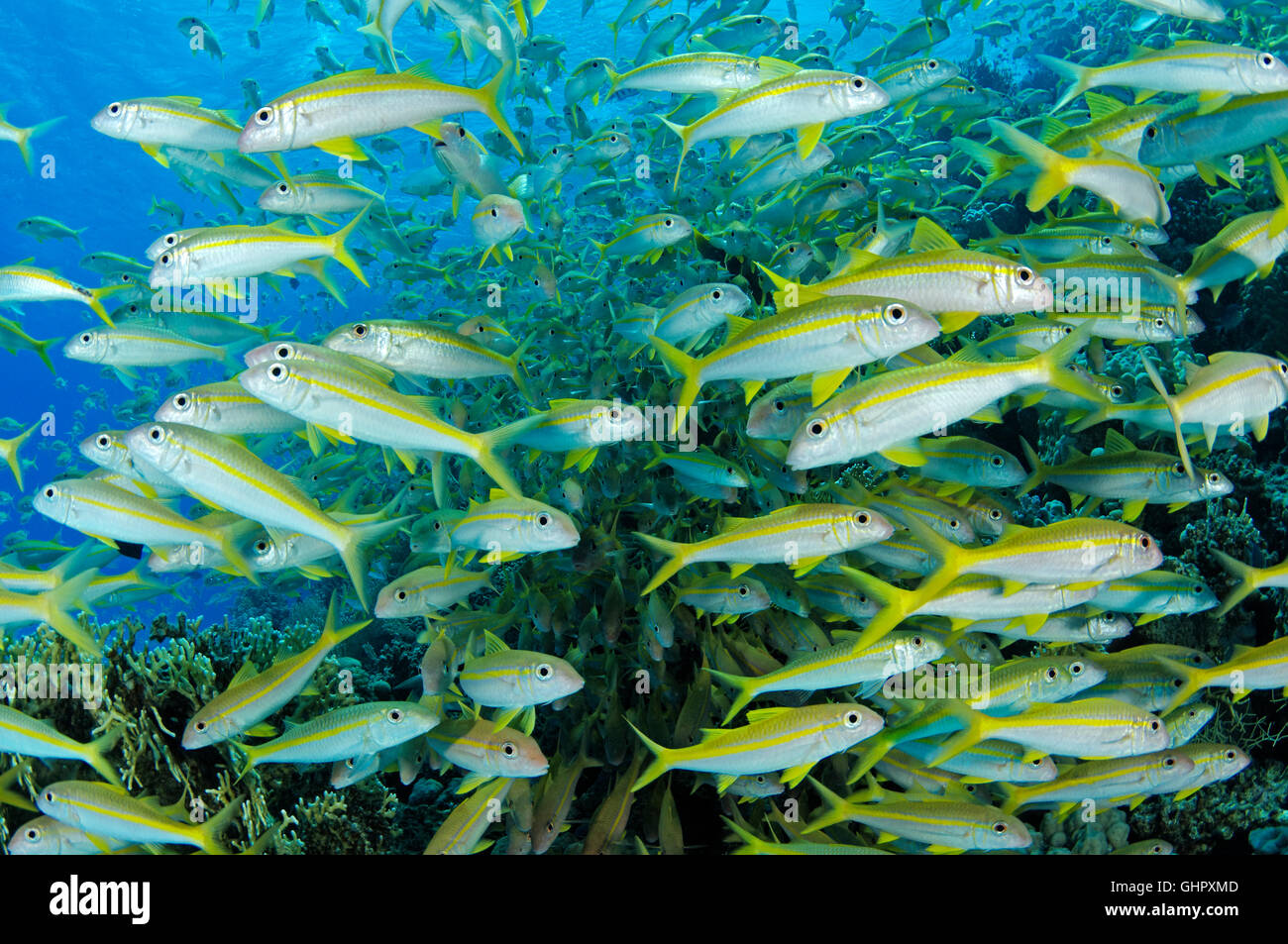 Mulloidichthys guentheri Mulloides guentheri, Yellowfin Goatfish, Hurghada, Rotes Meer, Ägypten, Afrika Stockfoto