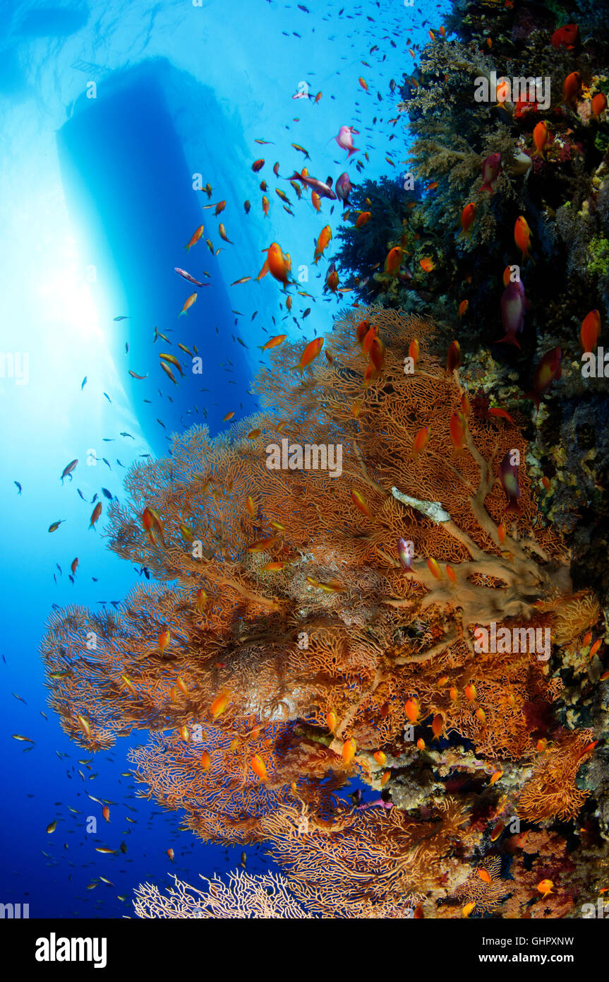 Welle und riesige Gorgonien mit Anthias und Silhouette von Dive Boot auf Elphinestone Reef, Elphinestone Reef, Rotes Meer, Ägypten Stockfoto
