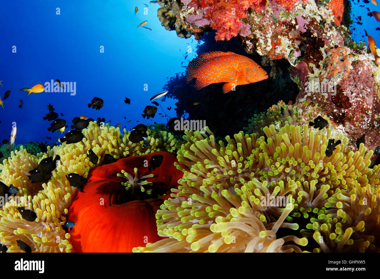 Korallenriff mit herrlichen Seeanemonen und drei Spot Domino Riffbarsch, Abu Fandera, Rotes Meer, Ägypten Stockfoto