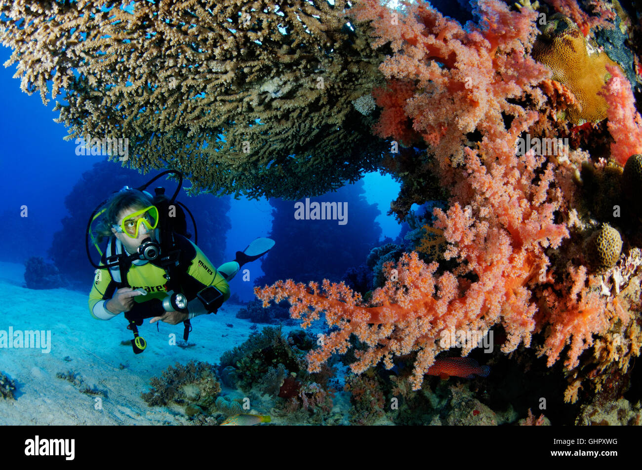 Welle und Dendronephthya Softcoral, Tischkoralle und Taucher, Abu Fandera, Rotes Meer, Ägypten Stockfoto