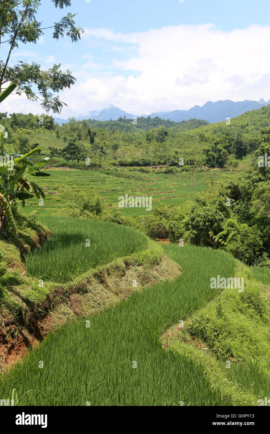 Üppig, grün, Reisterrassen im Mai Châu, Vietnam. Stockfoto