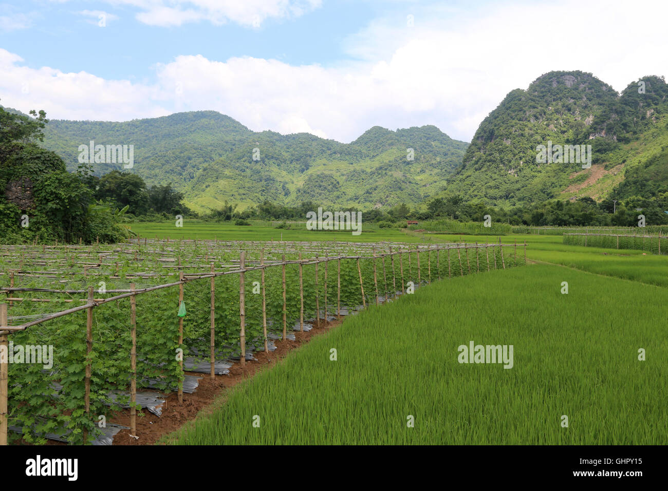 Üppige, grüne, Reis Terrassen und Höfe im Mai Châu, Vietnam. Stockfoto