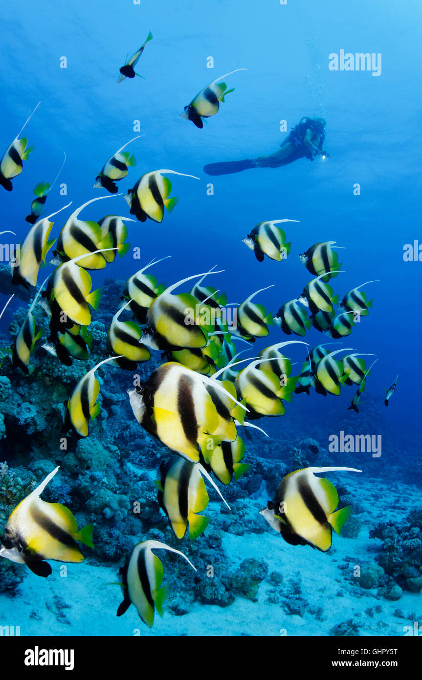 Heniochus Intermedius, Schule des Roten Meeres Bannerfish und Scuba Diver, St. Johns Reef, Rotes Meer, Ägypten, Afrika Stockfoto