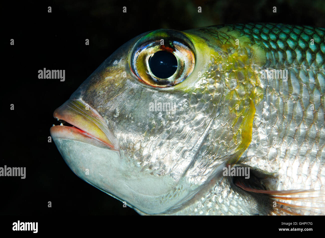 Monotaxis Grandoculus, Humpnose großes Auge Strahl, Paradise Reef, Rotes Meer, Ägypten, Afrika Stockfoto