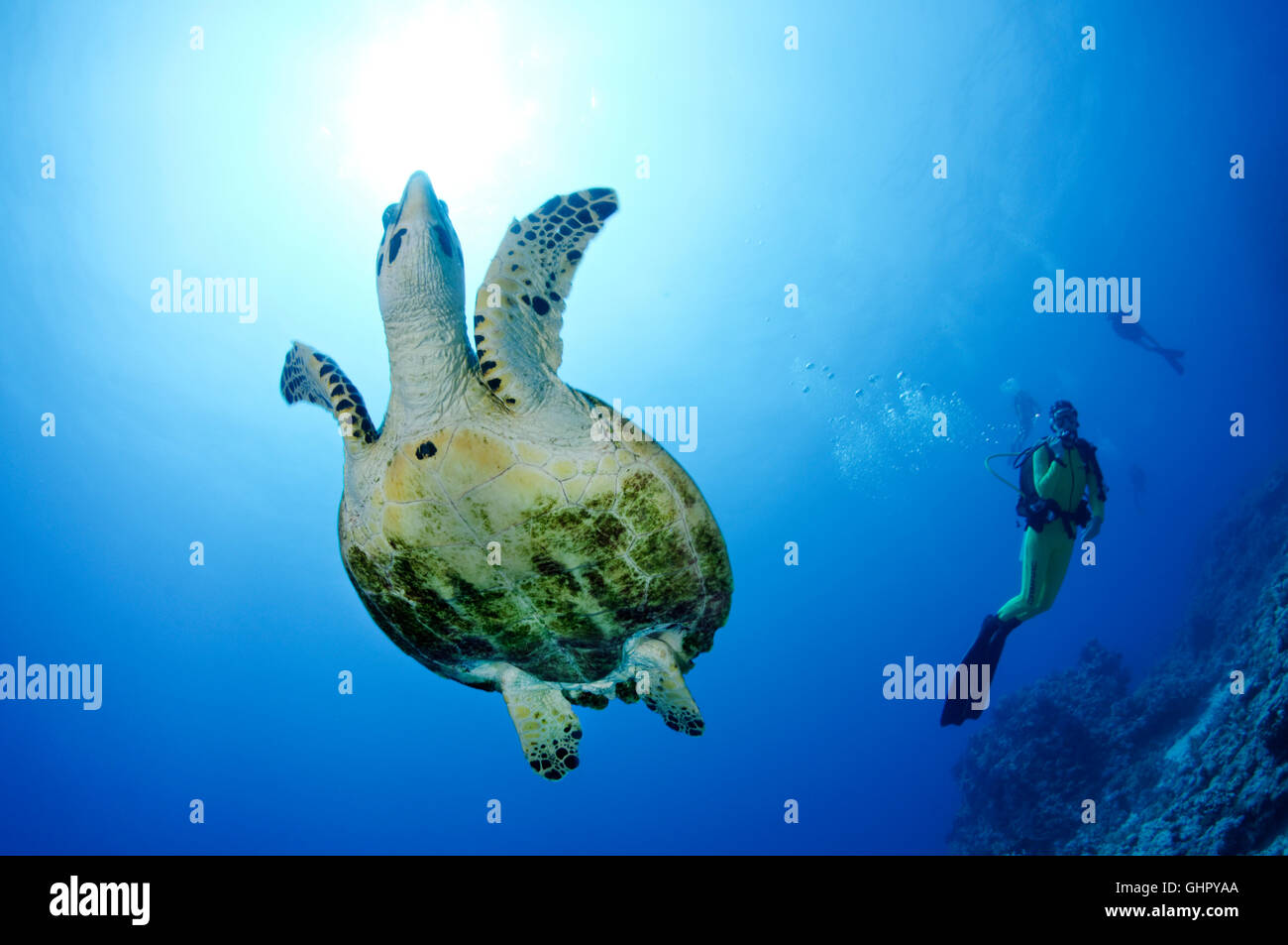 Eretmochelys Imbricata, Hawksbill Schildkröten in Welle und Scuba Diver, Paradise Reef, Rotes Meer, Ägypten, Afrika Stockfoto