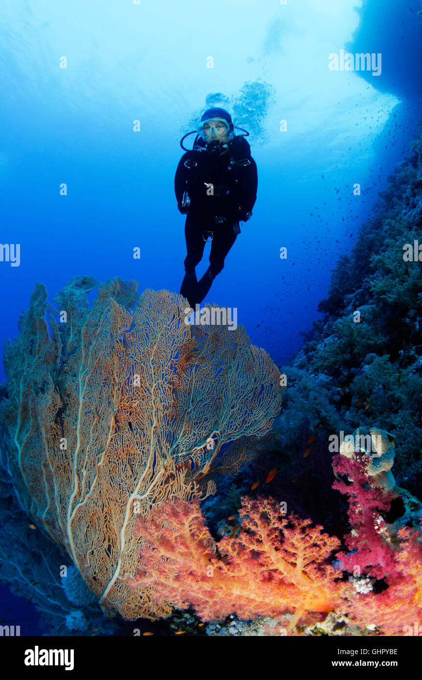 Dendronephthya SP., Welle mit roten Softcoral, Gorgonien und Scuba Diver, Elphinestone Reef, Rotes Meer, Ägypten, Afrika Stockfoto