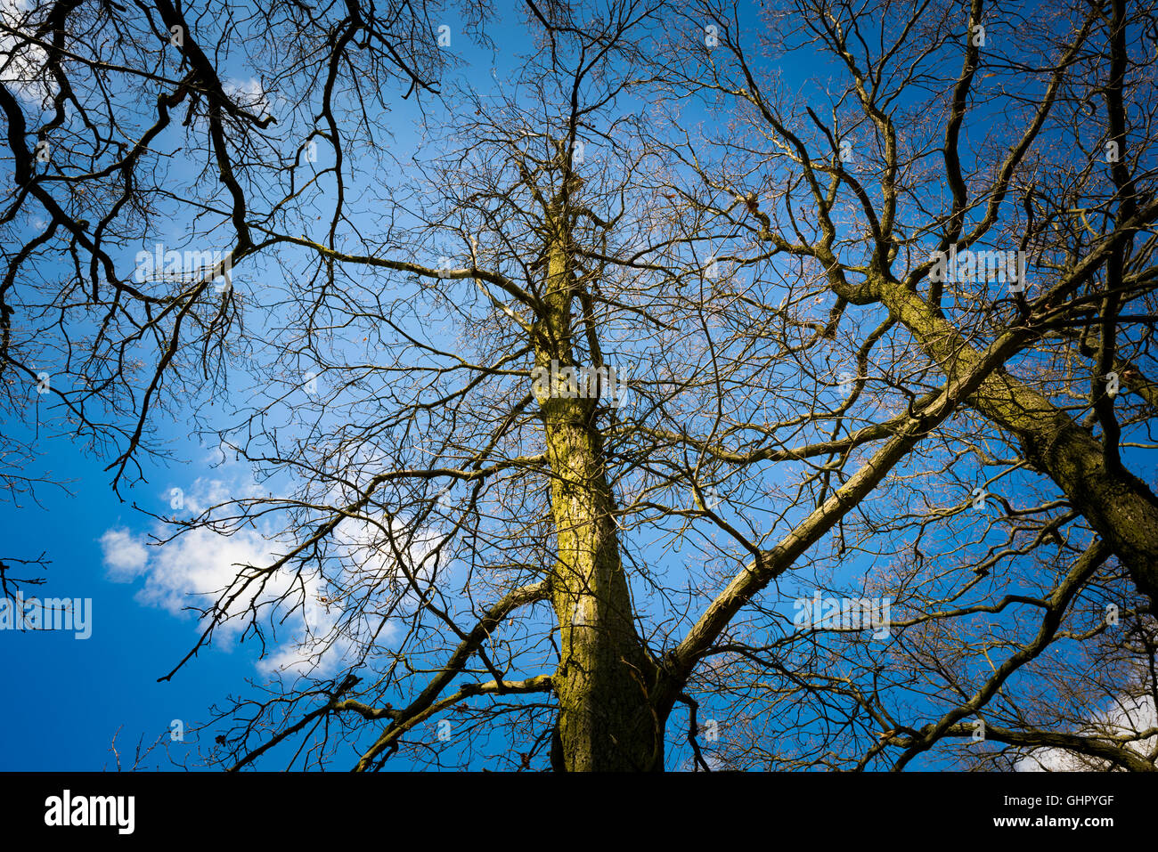 Äste eines Baumes ohne Blätter auf einem Hintergrund des blauen Himmels Stockfoto