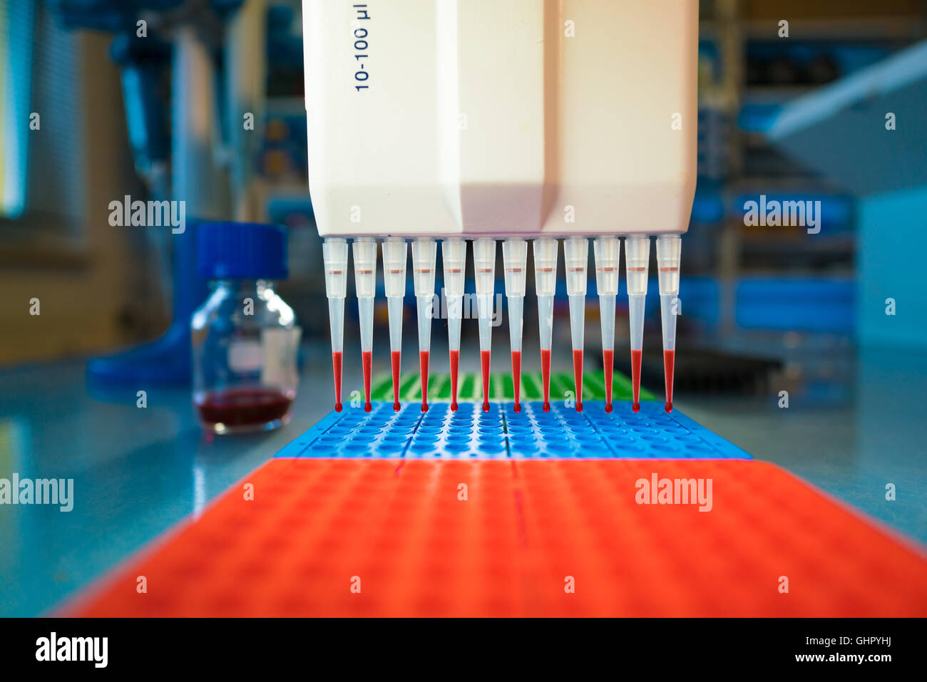 Multi-Channel Pipettieren Pipettieren eine 96-well-Platte mit rosa Lösung zur Stockfoto