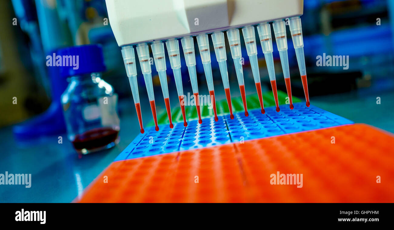 DNA-Proben sind in 96-Well-Platte für die PCR Analyse geladen. Stockfoto