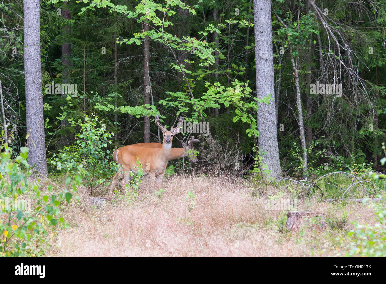 Wild White tailed Reh im Wald im Sommer Stockfoto