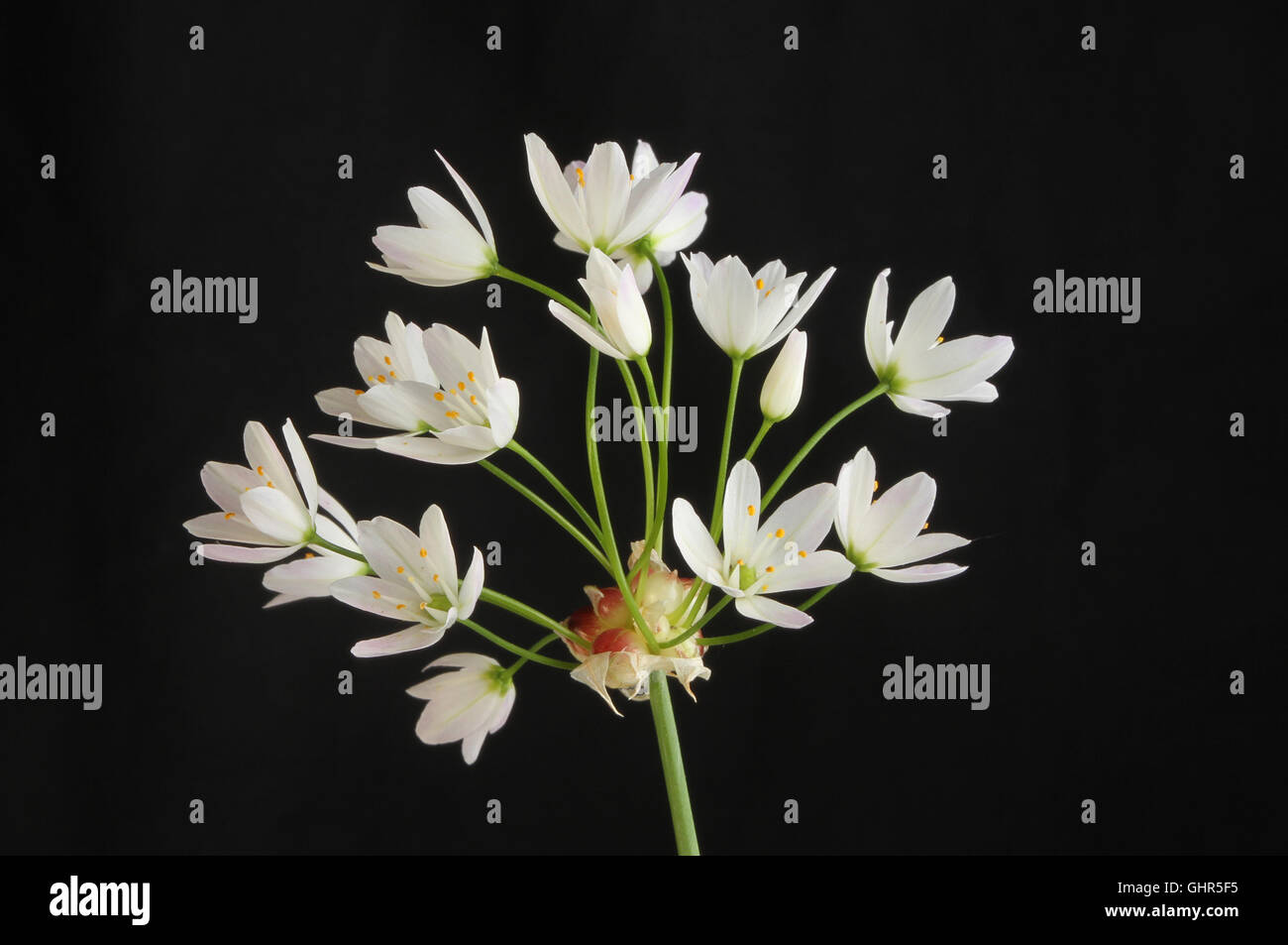 Allium Roseium Blume isoliert gegen Schwarz Stockfoto