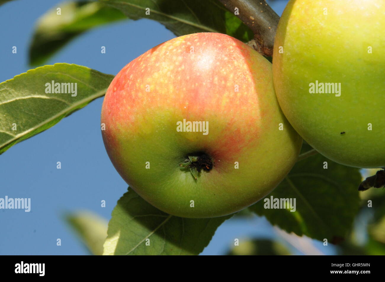 Englisch Bio-Apfel am Baum. Stockfoto