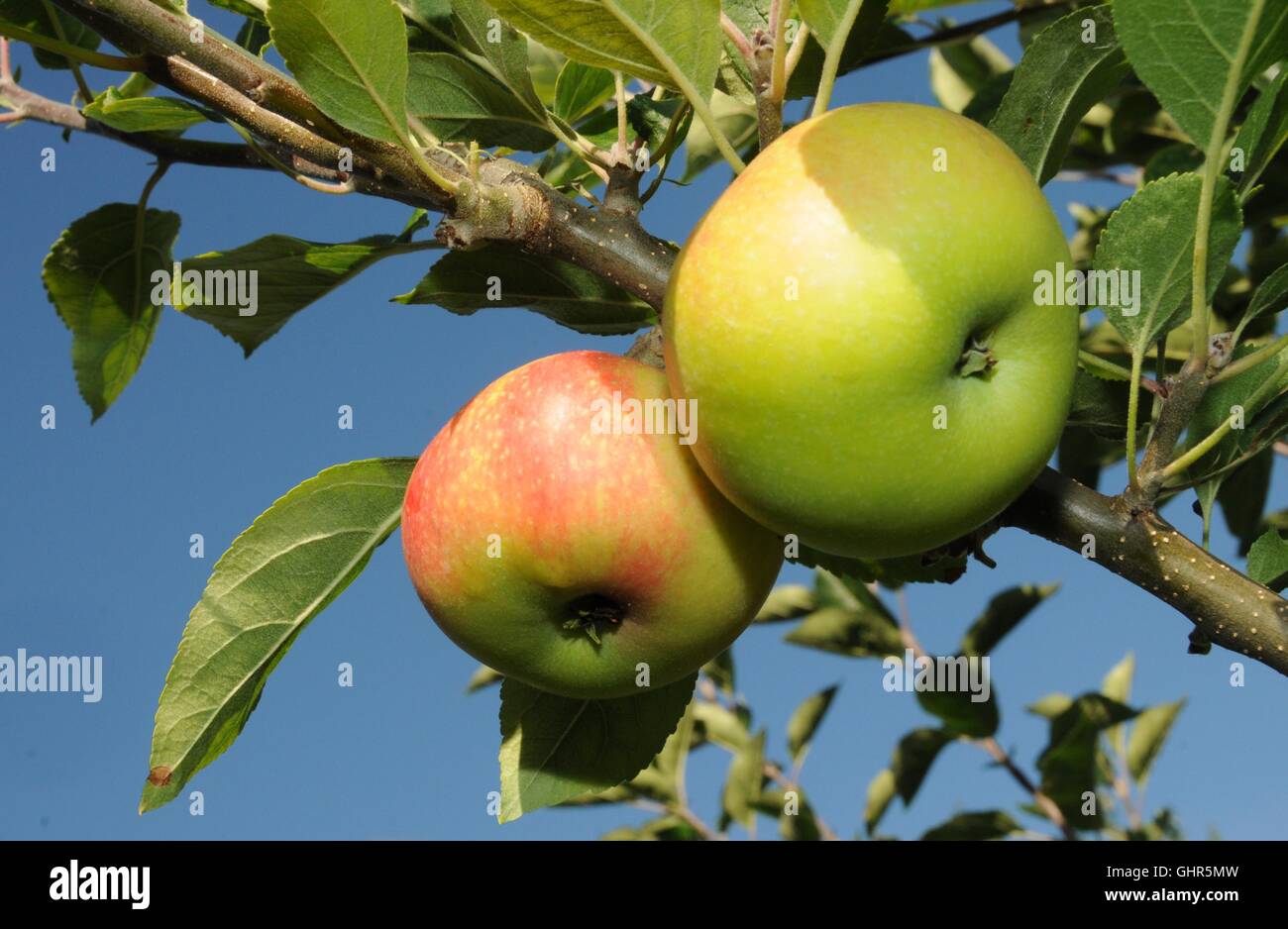 Englisch Bio-Apfel am Baum. Stockfoto