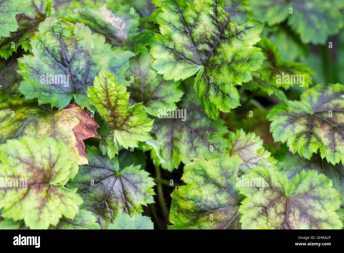 Gut markierte Laub der Heuchera X Tiarella Hybrid immergrüne mehrjährige x Heucherella 'Bridget Bloom' Stockfoto