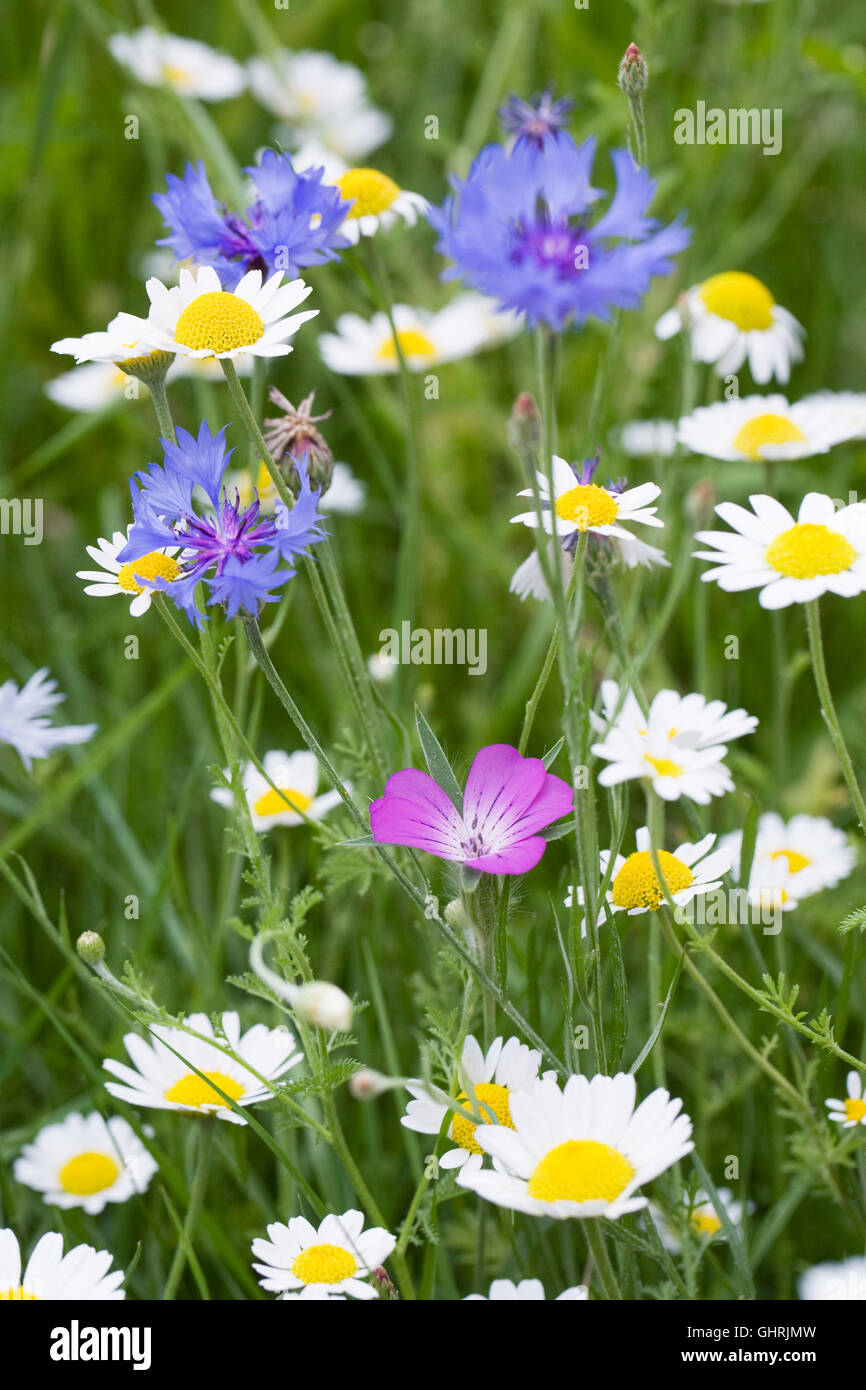 Agrostemma umbellatum in eine Wildblumenwiese. Corncockle Blume. Stockfoto