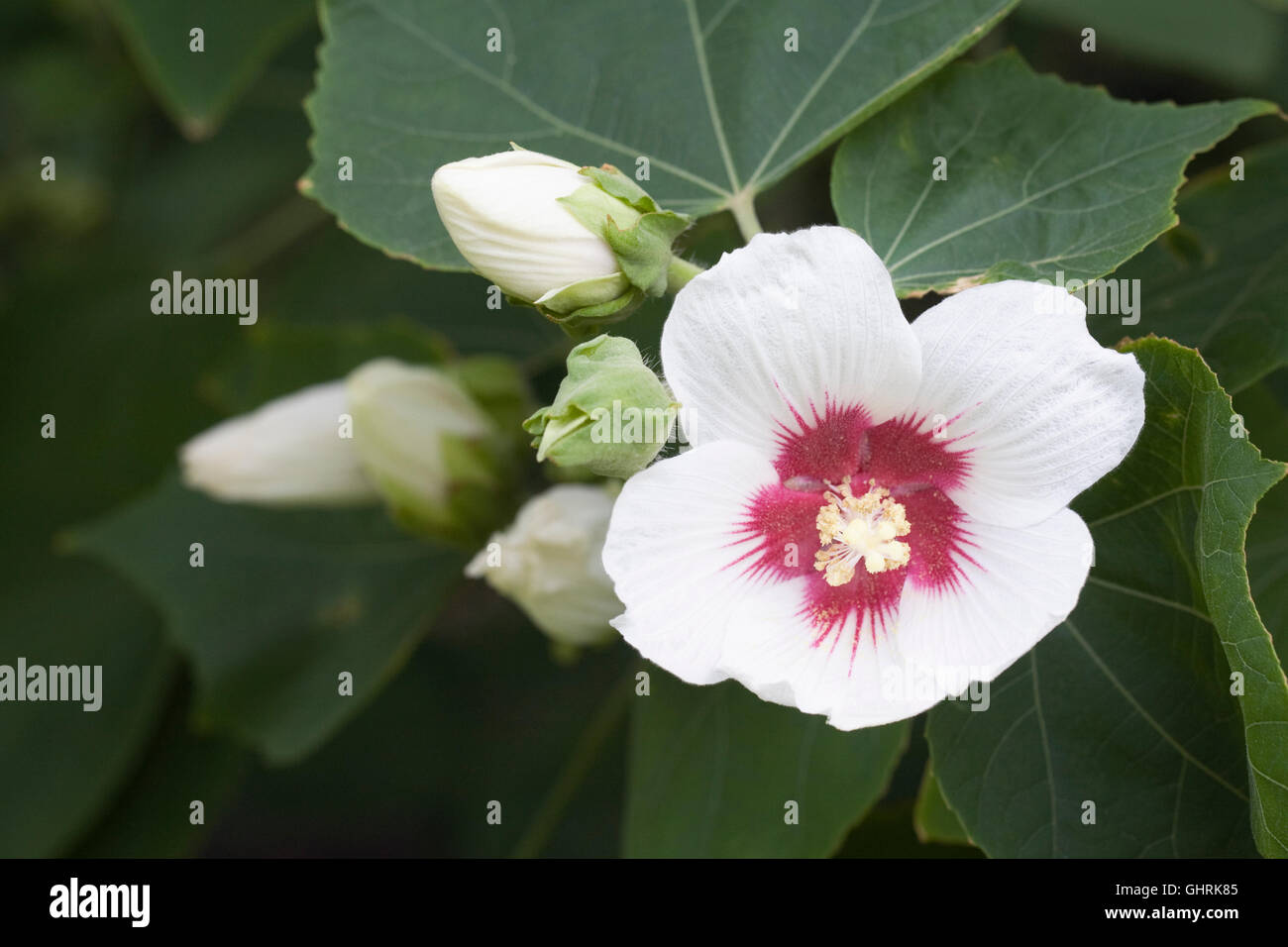 Hibiscus Paramutabilis Blume. Stockfoto