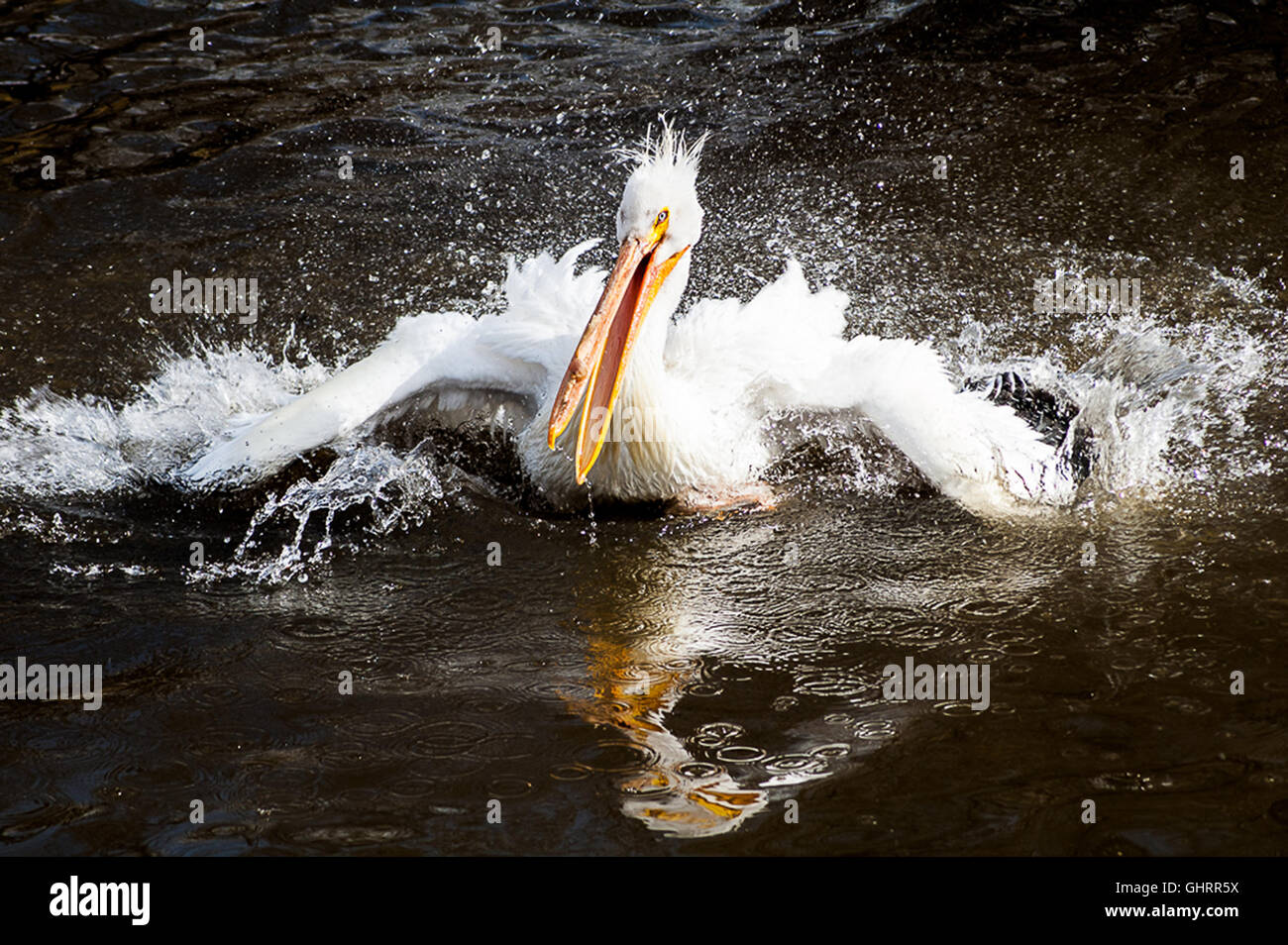 Pelikan, planschen im Wasser Baden Stockfoto