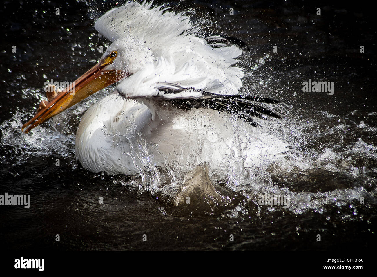 Pelikan, planschen im Wasser-Action-Szene Stockfoto