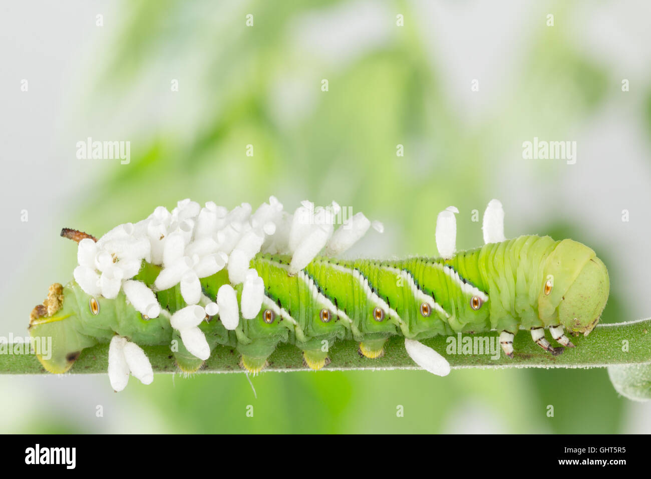 Neu entstanden Braconiden Wespe Kokons auf Tabak Hornworm Larve. Stockfoto