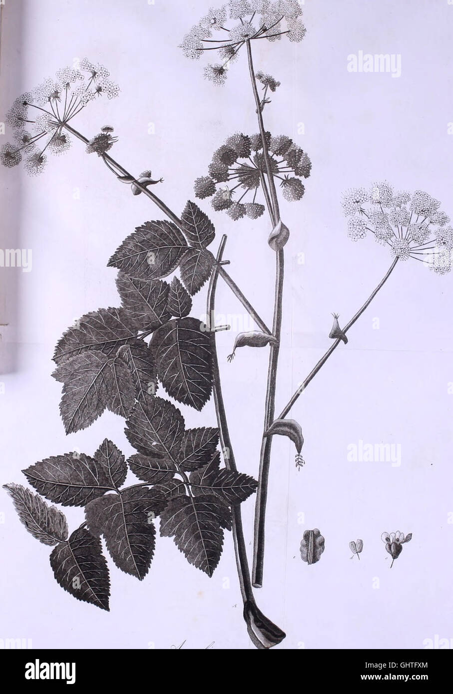 Diese Sammlung von Werken, die zwischen 1840 und 1847 veröffentlicht wurden, dokumentiert die wissenschaftlichen Fortschritte und Entdeckungen des Königlichen Instituts für die Förderung der Naturwissenschaften in Neapel. Stockfoto