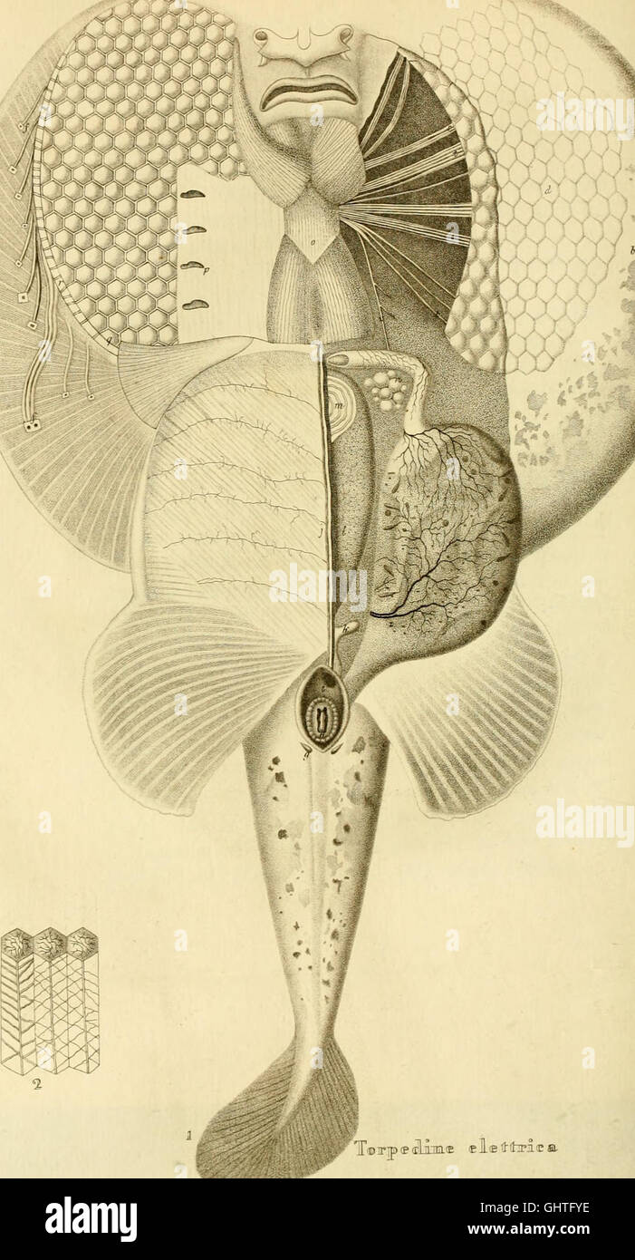 Diese Serie aus dem Jahr 1840-1847 dokumentiert die Arbeiten des Königlichen Instituts für die Förderung der Naturwissenschaften von Neapel und zeigt Studien zu Naturwissenschaften, einschließlich Geologie, Biologie und Botanik. Stockfoto