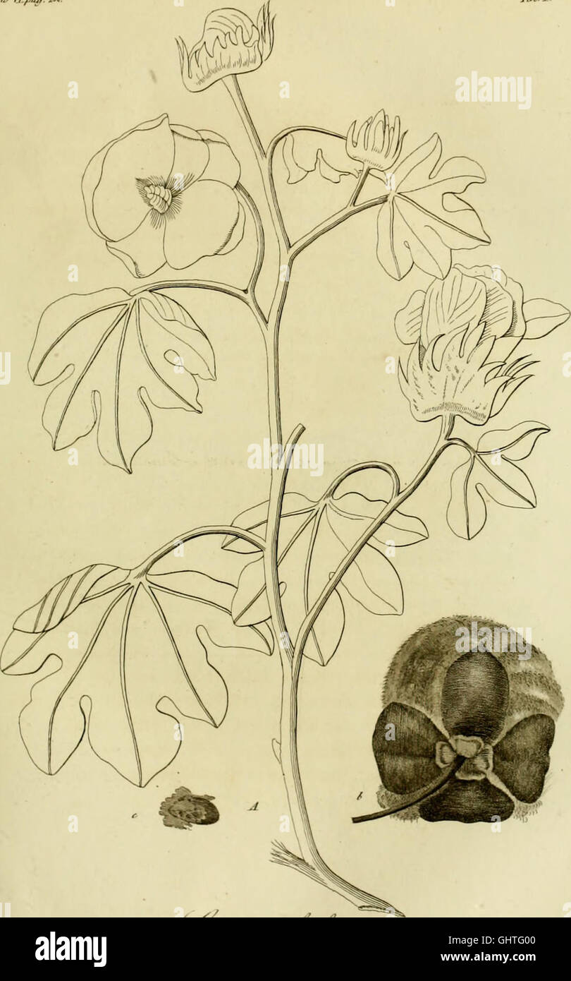 Das Atti del reale Istituto d’Incoraggiamento alle Scienze Naturali di Napoli (1840–1847) ist eine wissenschaftliche Zeitschrift, die die naturwissenschaftlichen Forschungen und Entdeckungen des Königlichen Instituts von Neapel dokumentiert. Stockfoto