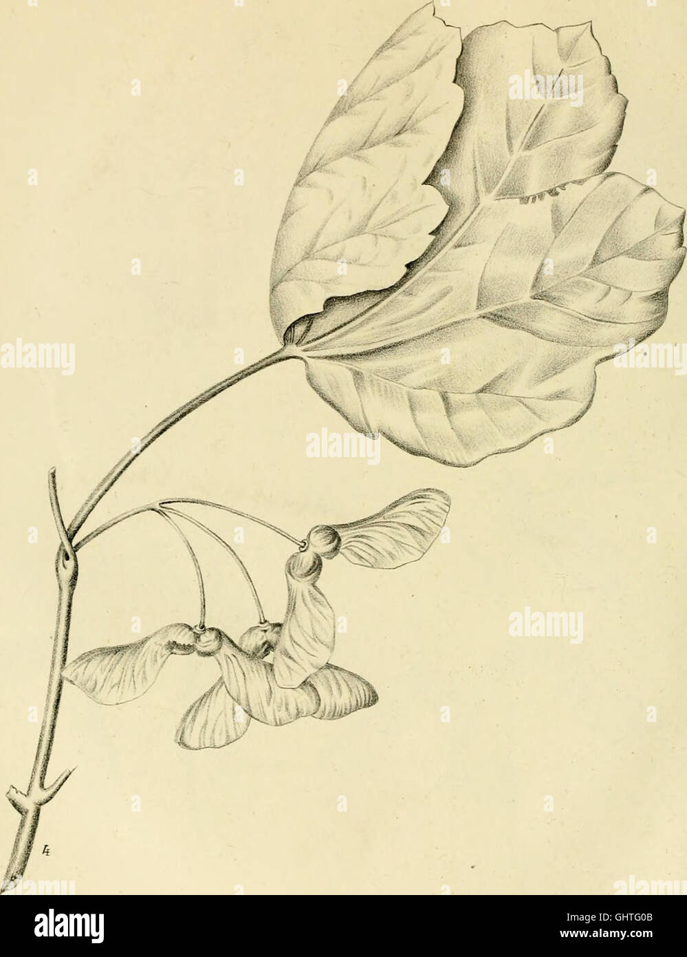 Atti del reale Istituto d’Incoraggiamento alle Scienze Naturali di Napoli (1840–1847) ist eine wissenschaftliche Zeitschrift aus Neapel, die Forschungen und Erkenntnisse in den Naturwissenschaften dokumentiert. Es enthält Artikel zu verschiedenen wissenschaftlichen Themen, von der Biologie bis zur Physik, die die wissenschaftlichen Fortschritte der Zeit widerspiegeln. Stockfoto