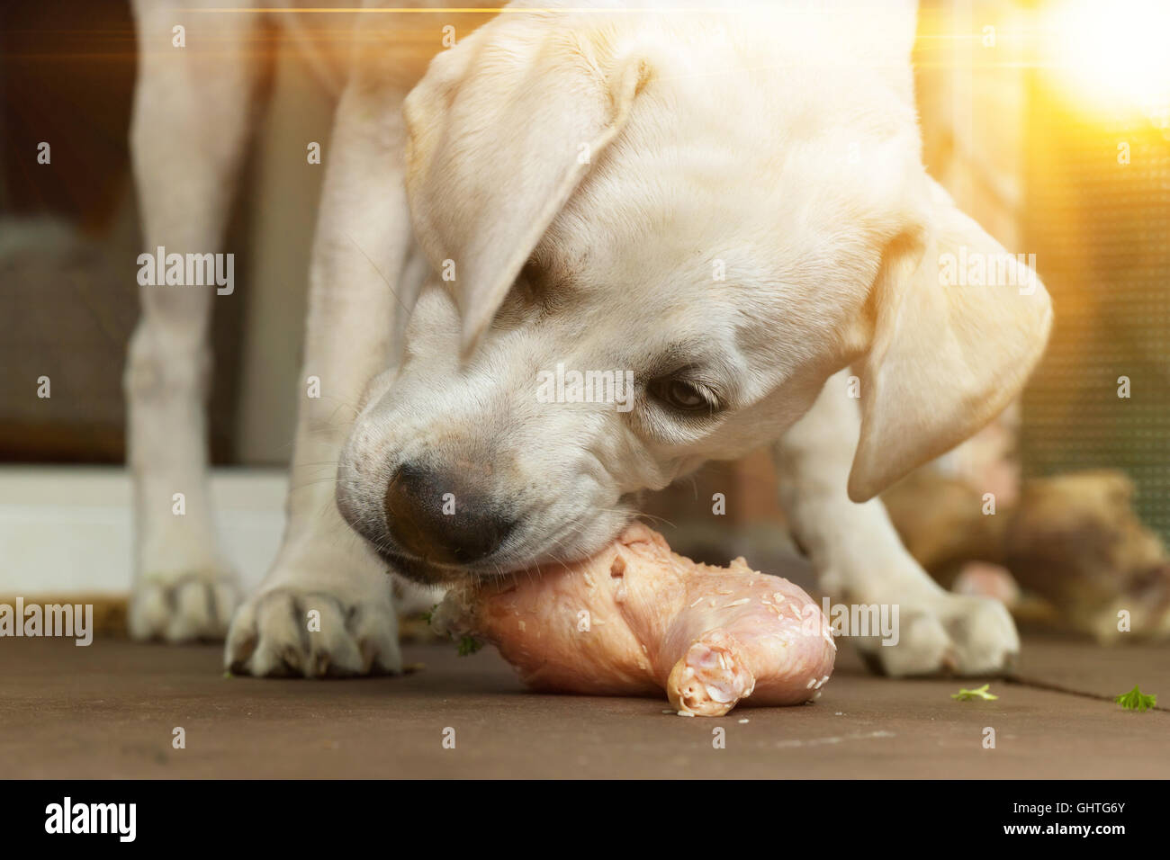 junger Labrador Hund Welpe essen Fleisch von den Knochen Stockfoto