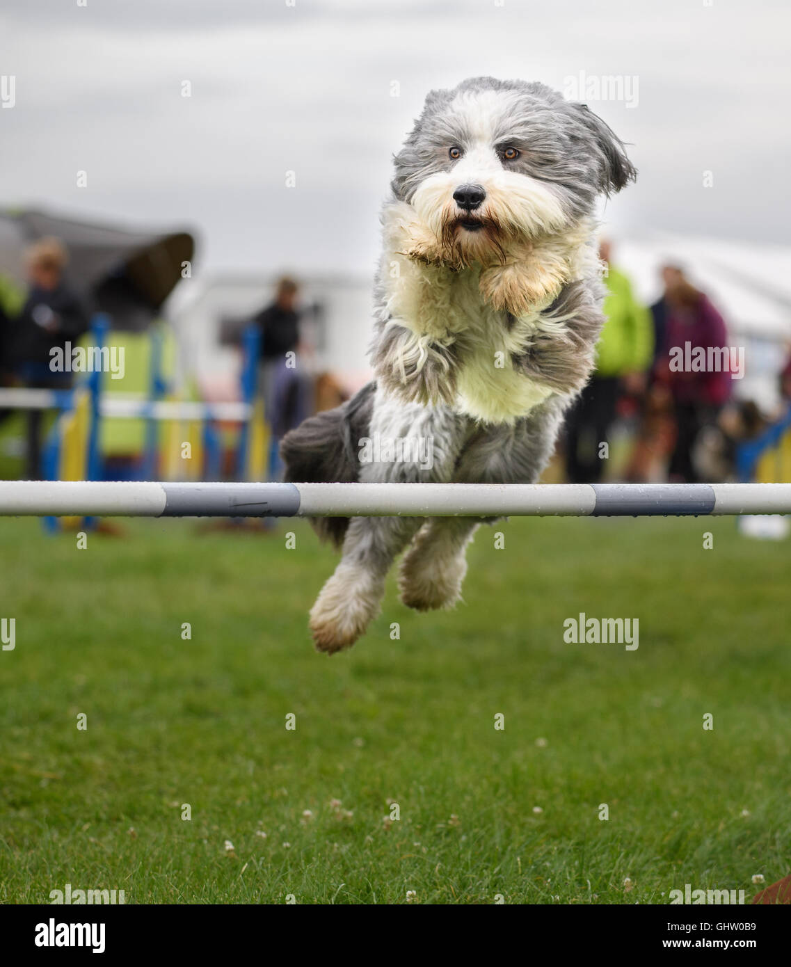 Rockingham Castle, Corby, Großbritannien. 11. August 2016. Ein Kandidat springt die letzte Hürde bei der internationalen Hund Agility Wettbewerb organisiert vom Kennel Club in Rockingham Castle, Corby, am Donnerstag 11. august 2016. Bildnachweis: Vermischtes/Alamy Live News Stockfoto