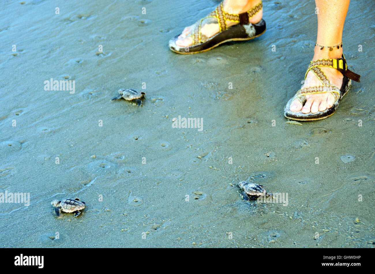 Hilton Head Island, South Carolina, USA 11. August 2016 drei Schildkröten Jungtiere sind unten der Strand von Hilton Head Island, South Carolina auf den Atlantischen Ozean durch eine Mitarbeiterin der Coastal Discovery Museum Sea Turtle Protection Project getrieben.  Nur eines jeden 100 Jungtiere überleben Land- und Raubtiere um das Erwachsenenalter erreichen.  Wenn sie dies tun, werden sie zurück in 20 Jahren zu diesem gleichen Strand zu züchten und zu nisten.    Meeresschildkröten sind in den USA Endangered Species Act aufgeführt.  "Kredit: John Dreyer/Alamy Live News Stockfoto