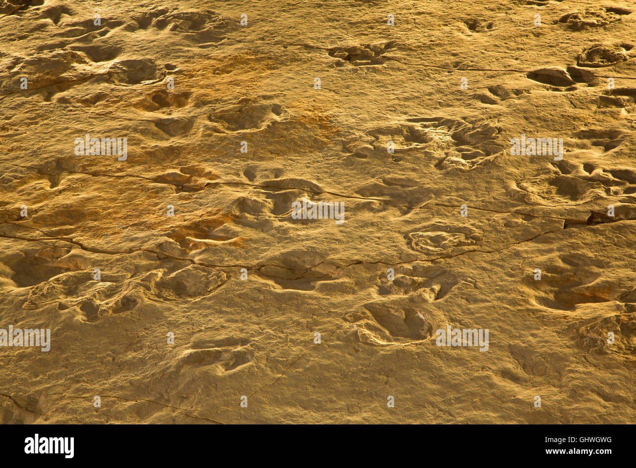 Dinosaurier-Spuren, Dinosaur State Park, Connecticut Stockfoto