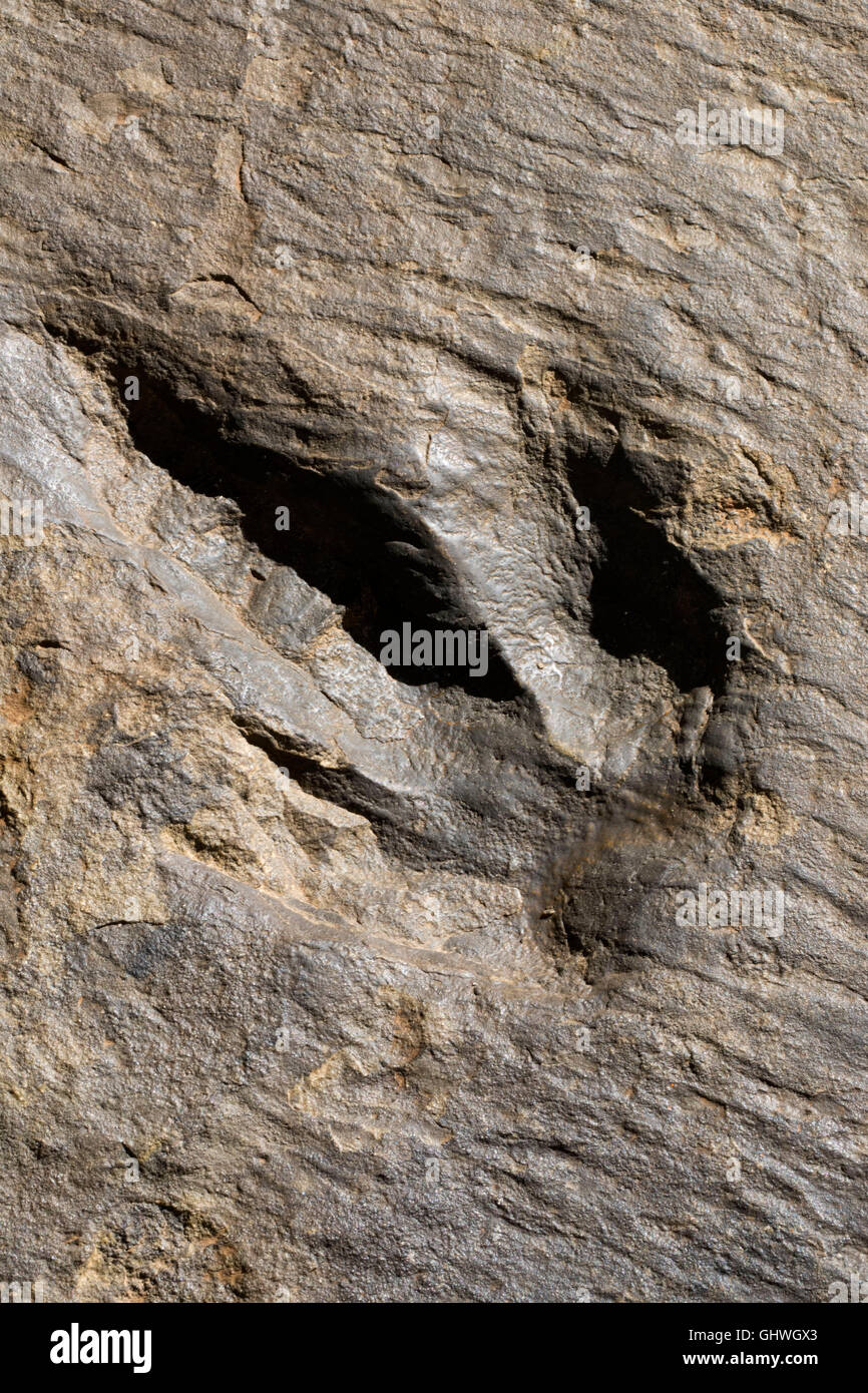 Dinosaur Tracks, Dinosaur State Park, Connecticut Stockfoto