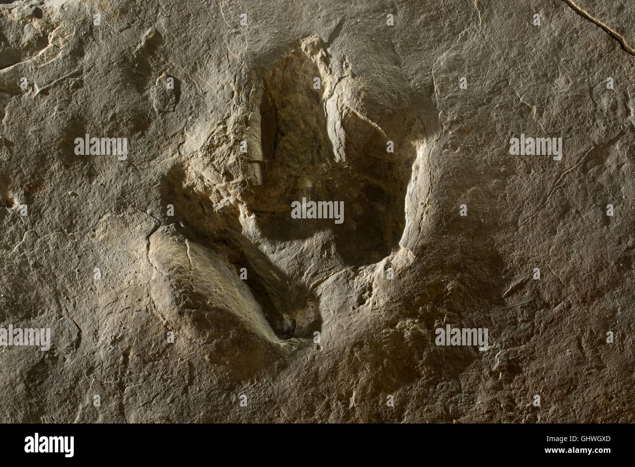 Dinosaur Tracks, Dinosaur State Park, Connecticut Stockfoto