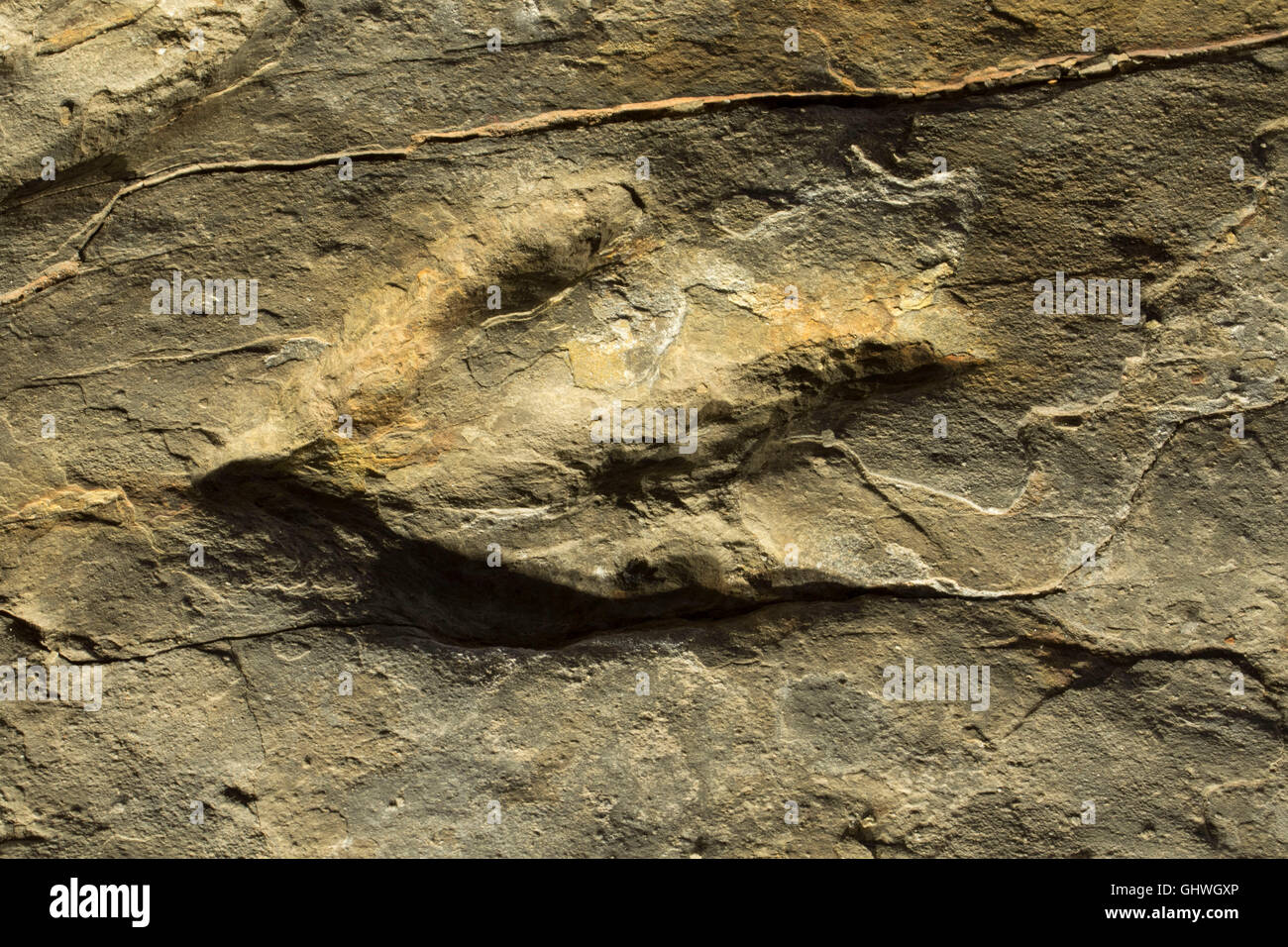 Dinosaur Tracks, Dinosaur State Park, Connecticut Stockfoto